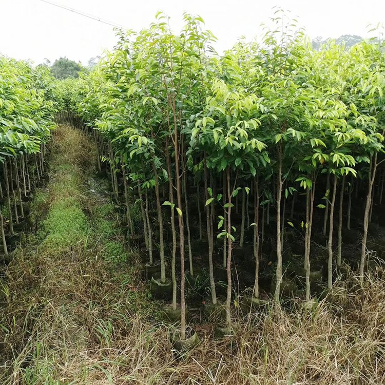 沉香树
