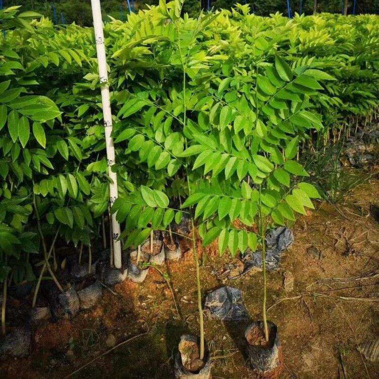 黄花梨树苗