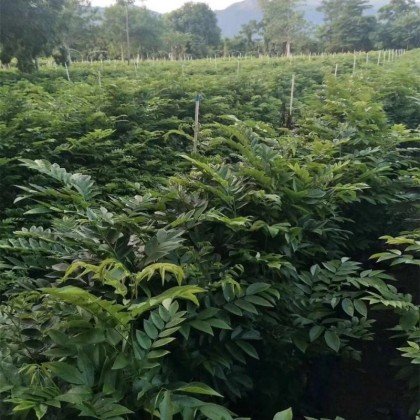 黄花梨树苗