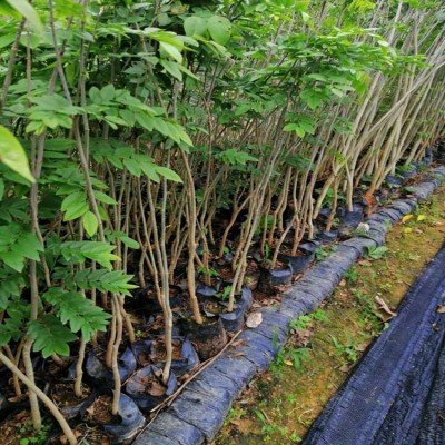黄花梨树苗