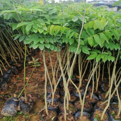 黄花梨树苗