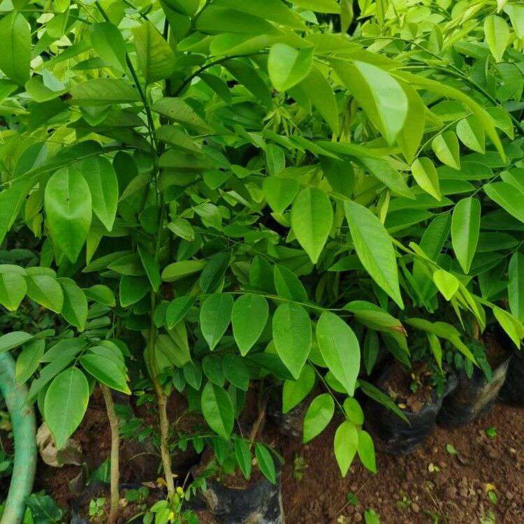 黄花梨树苗