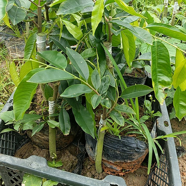 奇楠沉香树