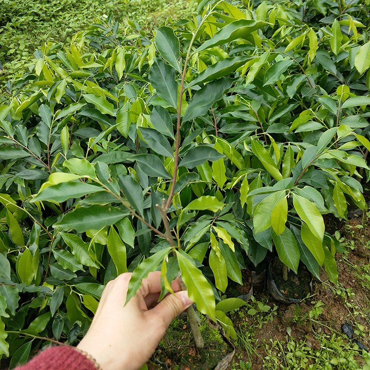 奇楠沉香树